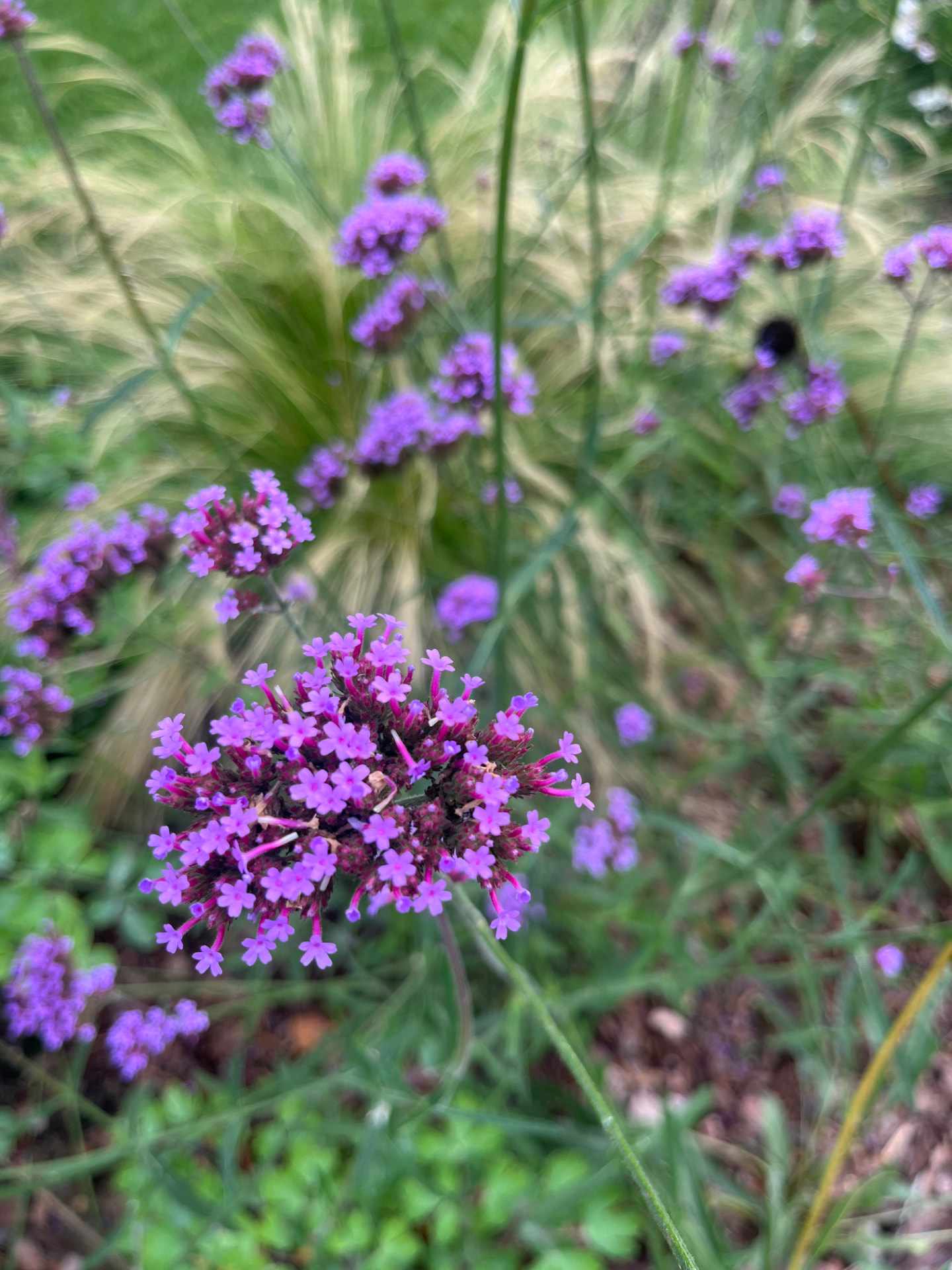 Grasses and flowers in the garden, close up