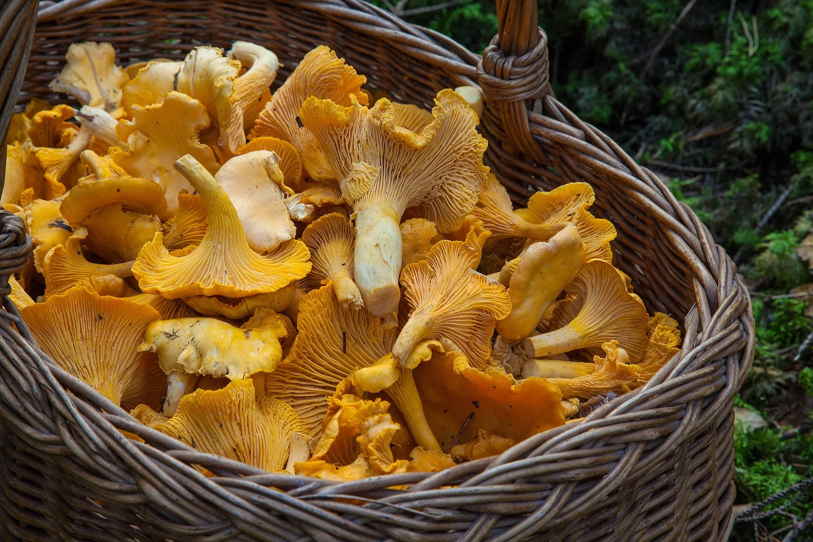 A basket full of freshly picked chanterelles